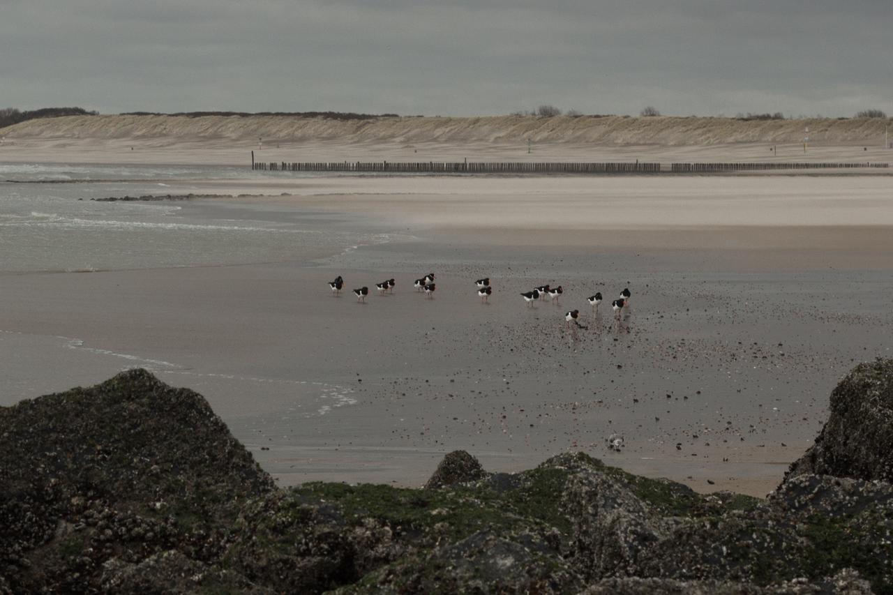 Hotel Bruist Cadzand Exterior foto